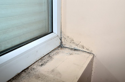 Mold remediation Mold remediation