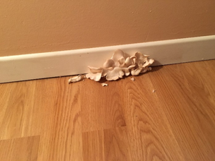 Mold remediation Mold remediation